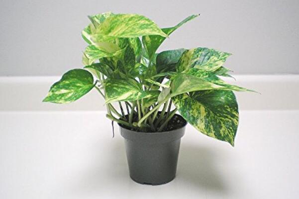 绿萝可以一直在雨地淋雨吗,绿萝能稍微淋雨吗