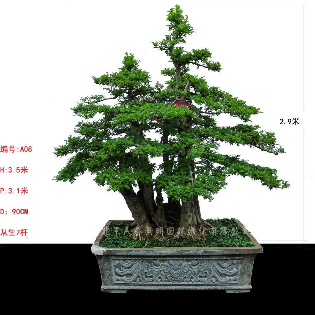 北京人合景明园林教你如何用这九种方法选对——对节白蜡