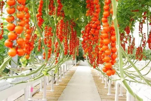 好紧张马上要和喜欢的人表白了,对已婚女人表白她很紧张