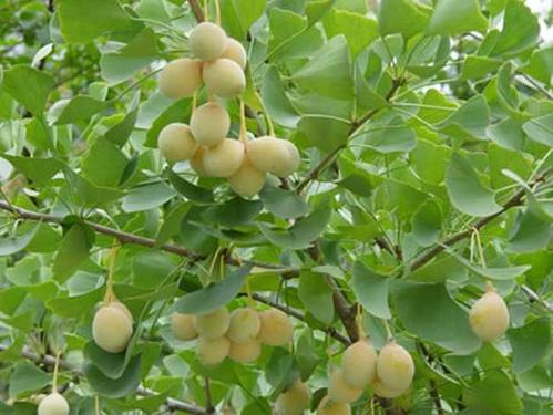 中药银杏仁的功效与作用,中药银杏叶功效与作用