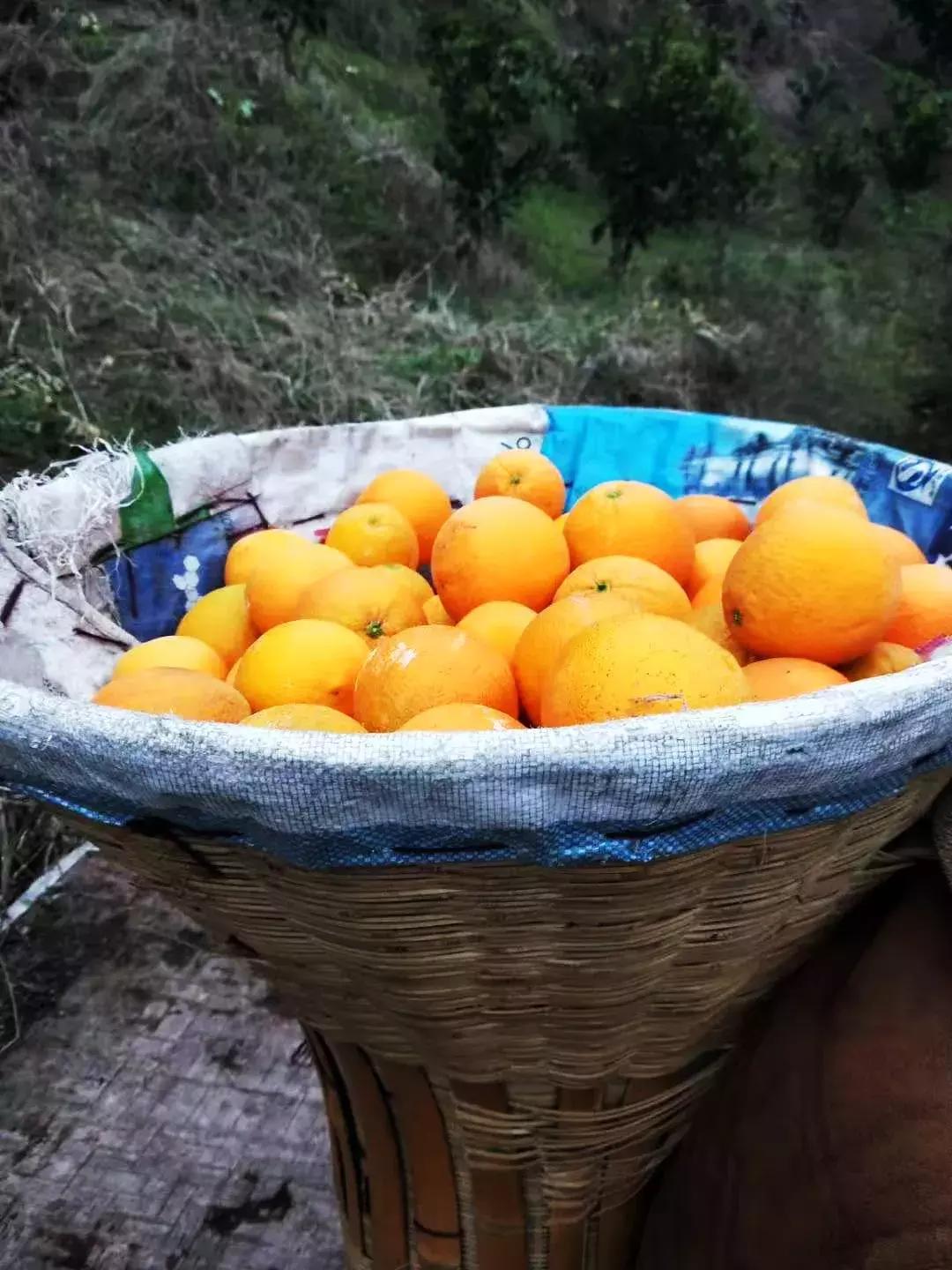 湖北秭归脐橙跟江西甜橙哪个好吃,秭归伦晚脐橙新鲜甜橙9斤