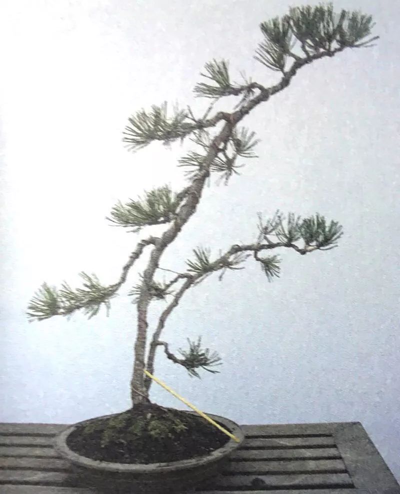 一千元一棵的黑松盆景,1000元左右黑松盆景