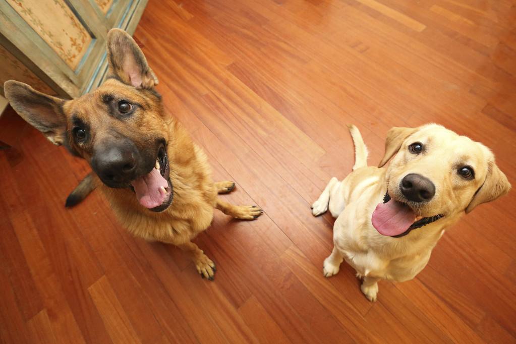 拉布拉多幼犬得了细小5天没死,得了细小狗狗临死的症状