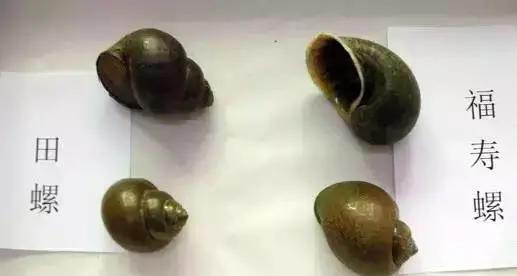 螺蛳粉炒螺图片,螺蛳粉美味螺