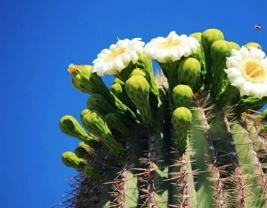 盘点世界各国国花中国国花,各国国花的图片大全