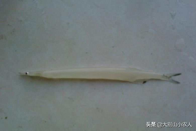 “面条鱼”之殇：鸭绿江边放流，全成了朝鲜的“嫁衣”？