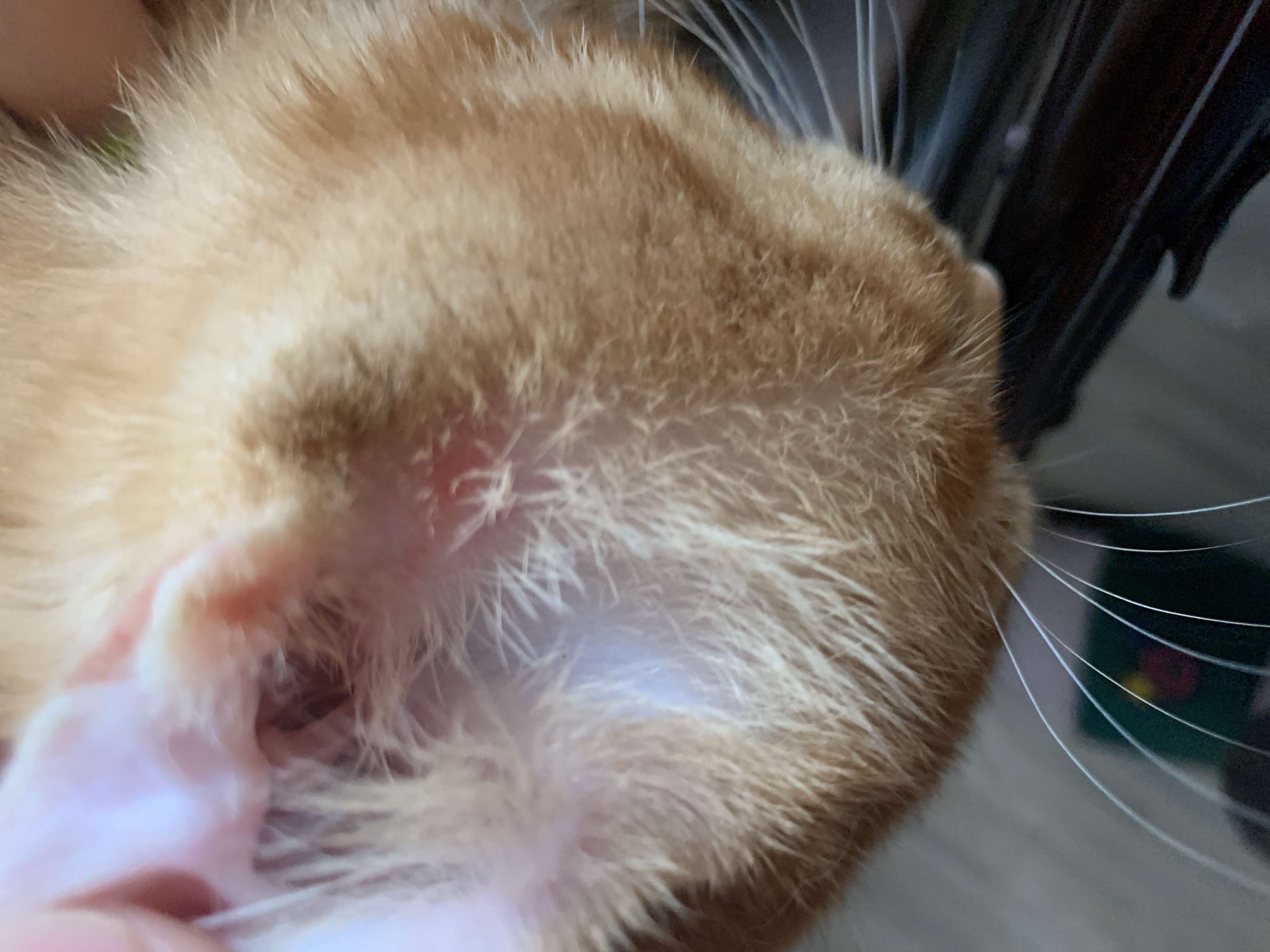 猫咪一块长了个红包还秃了千万要重视