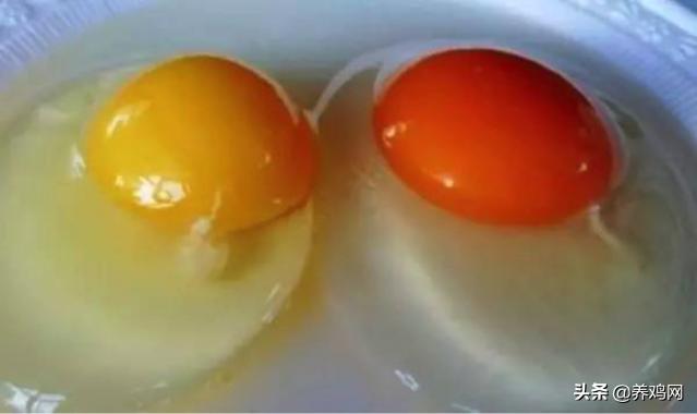 怎样辨别养殖鸡蛋和土鸡蛋,散养土鸡蛋和笼养鸡蛋营养成分