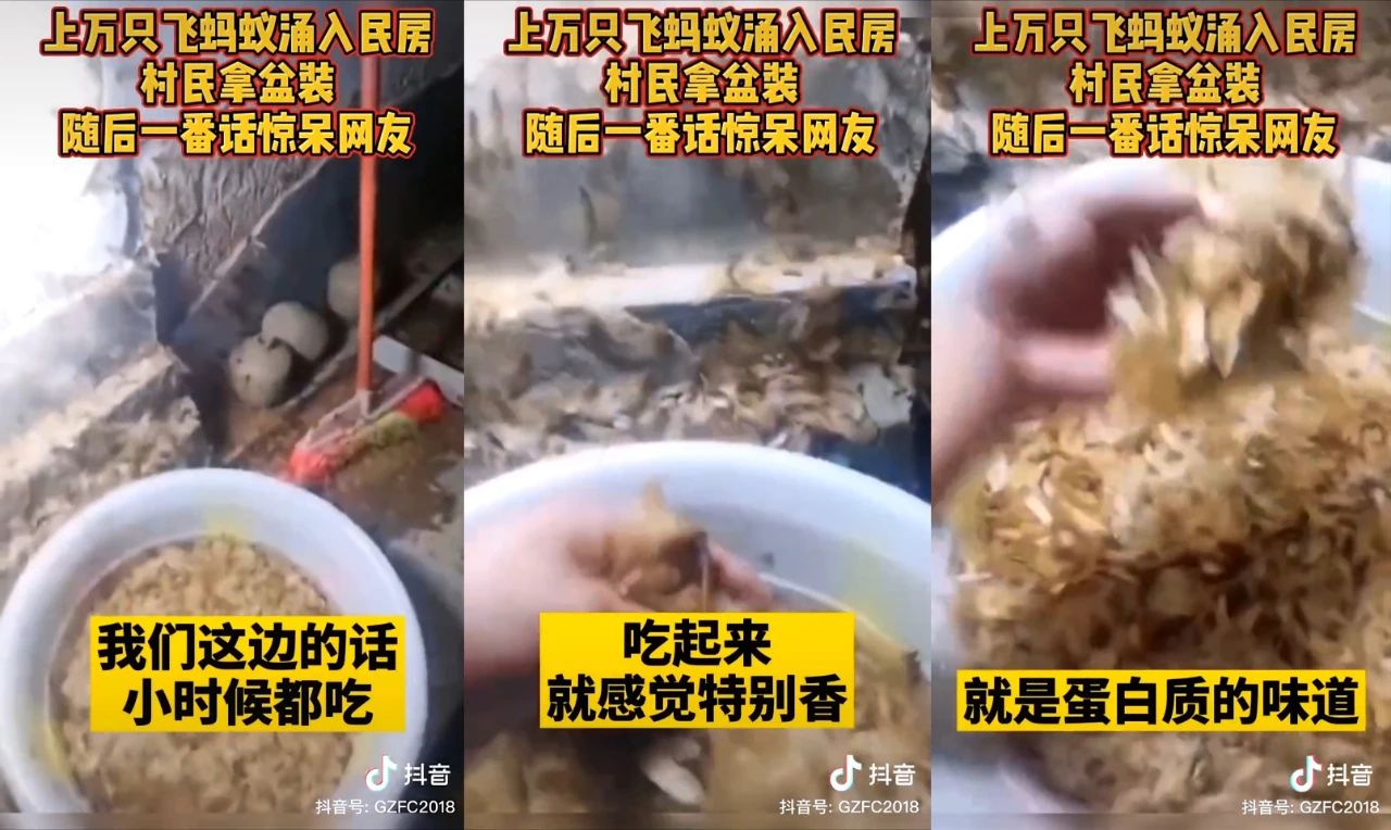 雨后爆发的飞蚁,靠超强繁殖苟了2亿年却沦为“优质蛋白来源”