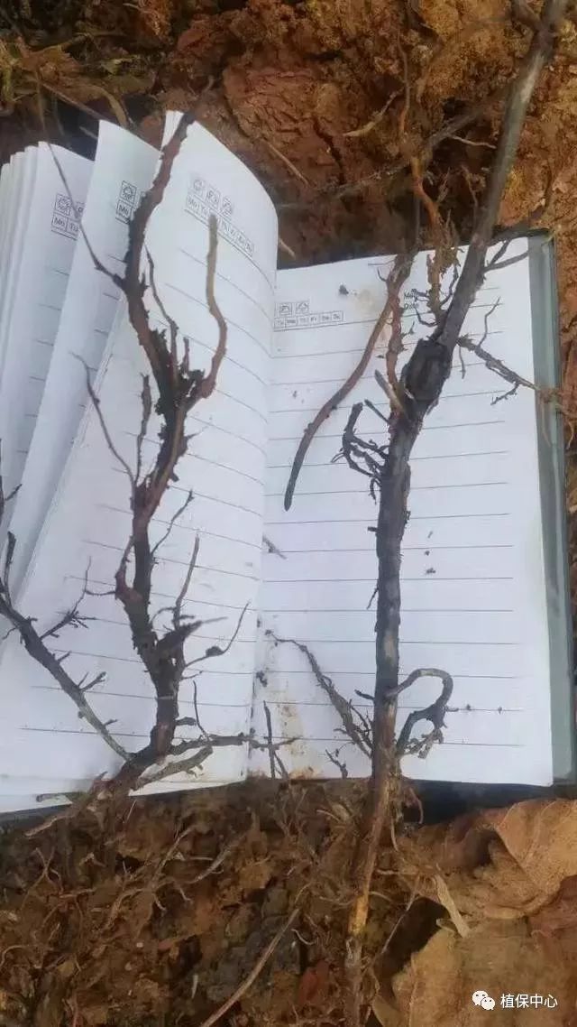 几种果树根部病害的症状识别与防治