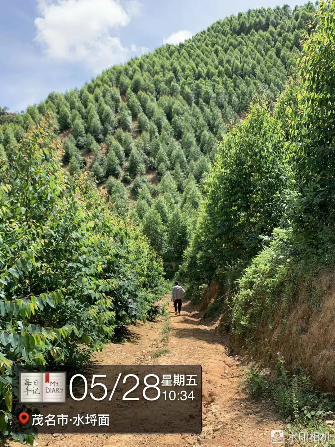 看看桂花树是什么样,最漂亮的桉树