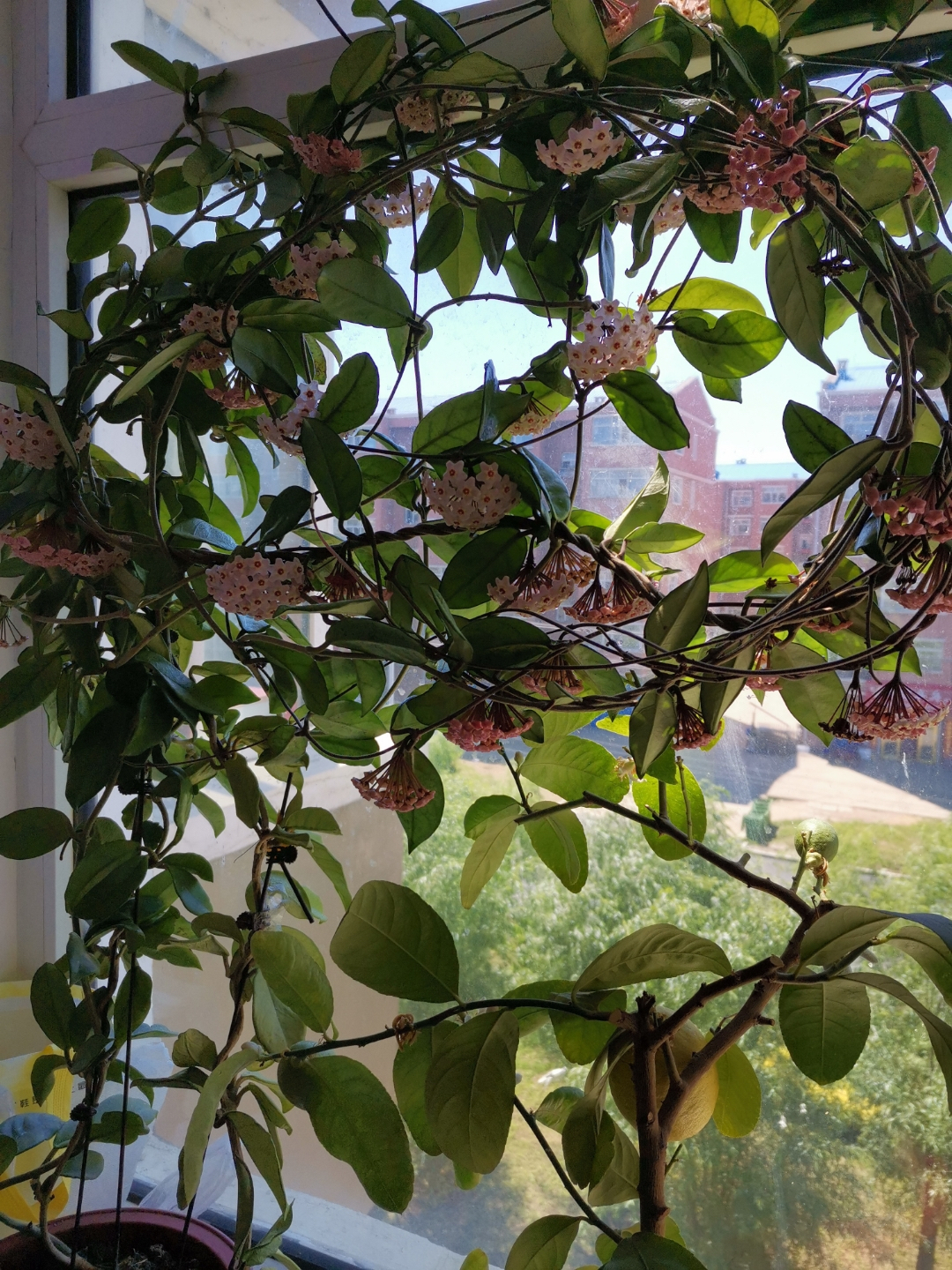 家里养兰实用技艺,如何养球兰能开花