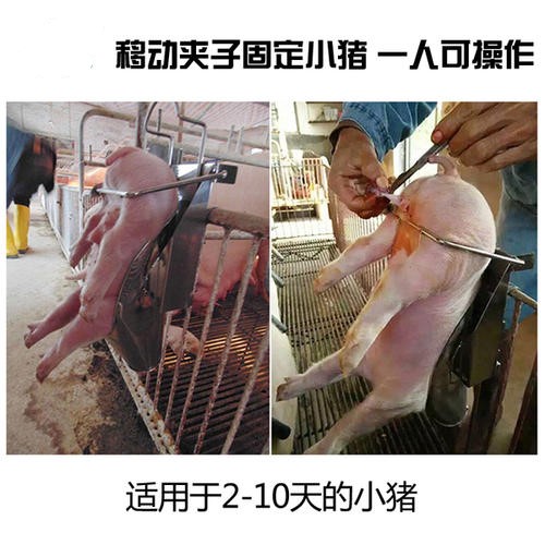 兽医新手该如何给猪打针,老兽医怎么给母狗绝育