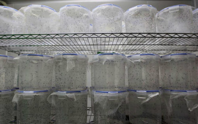 广州蚊子工厂盈利吗,广州工厂专门生产蚊子