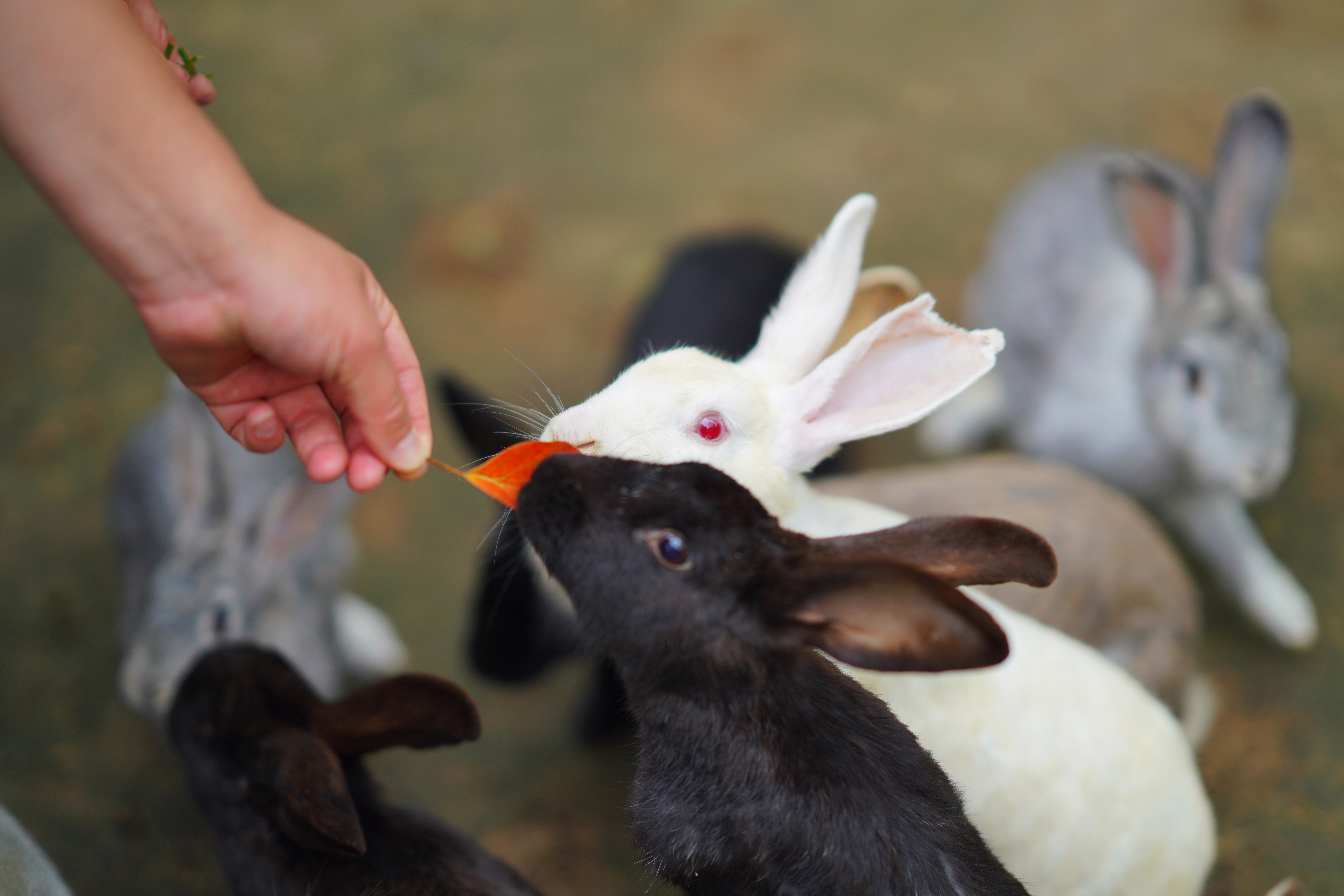 送你一份不走寻常路的苏州攻略，田园风民宿+文艺小清新打卡地