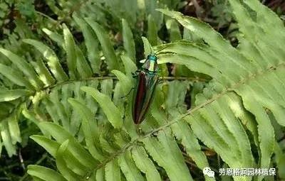 钻蛀性害虫防治最佳时期,园林常见鳞翅目害虫防治技术图片