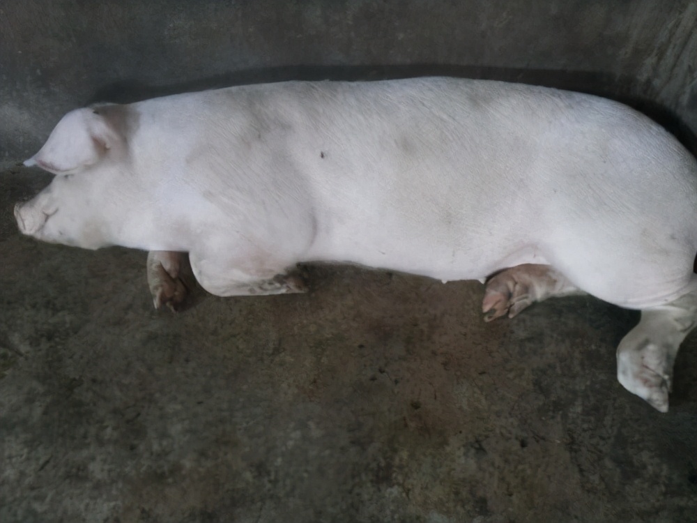 猪不烧但不吃食用什么针剂最佳,猪不吃食没精神喜卧是怎么回事