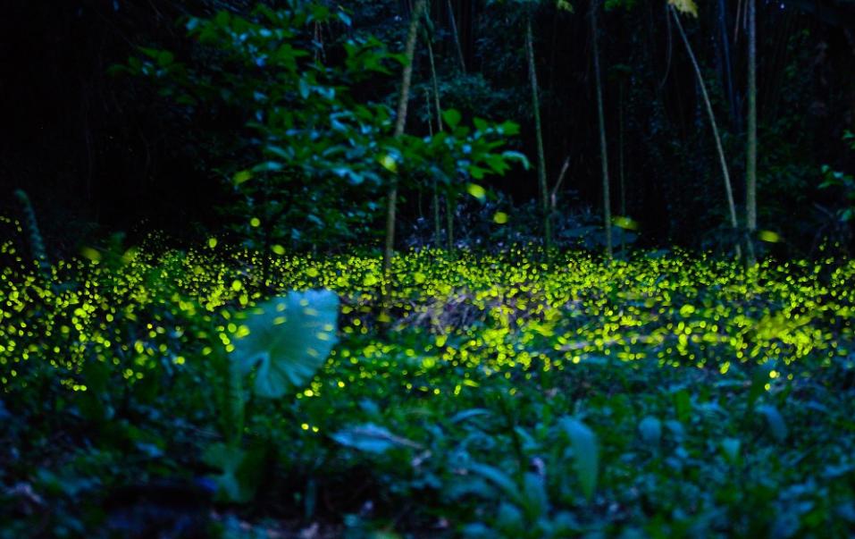 夏天夜晚描写萤火虫的诗句,描写夏天萤火虫翩翩飞舞的诗句