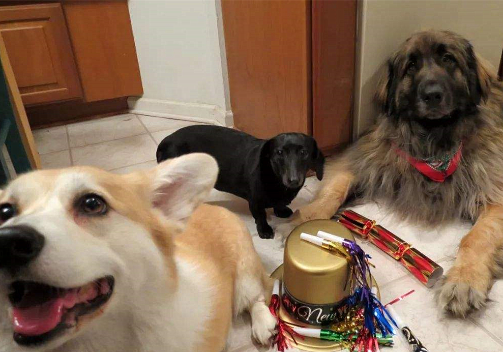 狗脂肪瘤会长大吗,肝上有个脂肪瘤与脂肪肝有关联吗