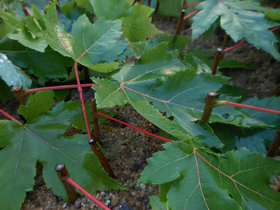 4种路边“高价树”，剪1段“枝条”插沙土里，30天白根冒、长势猛