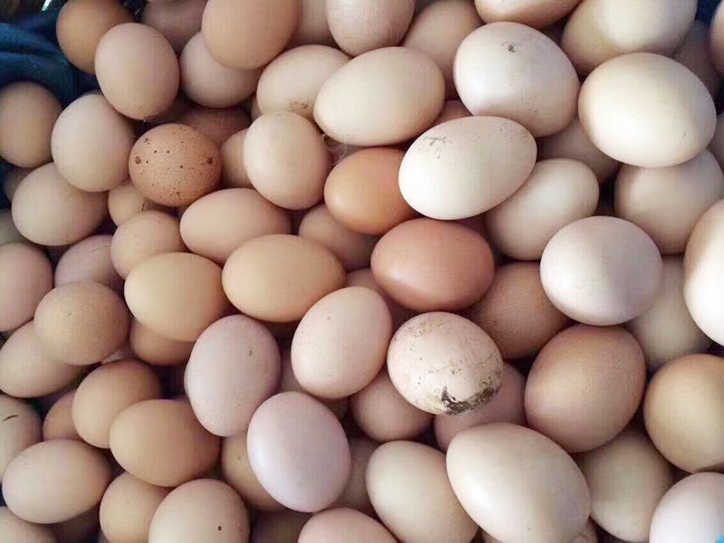 吃不完的鸡蛋快坏了怎么办,吃不完的熟鸡蛋怎么处理好吃