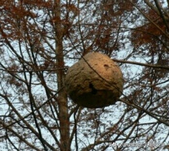 各式蜂巢,各种各样的蜂窝