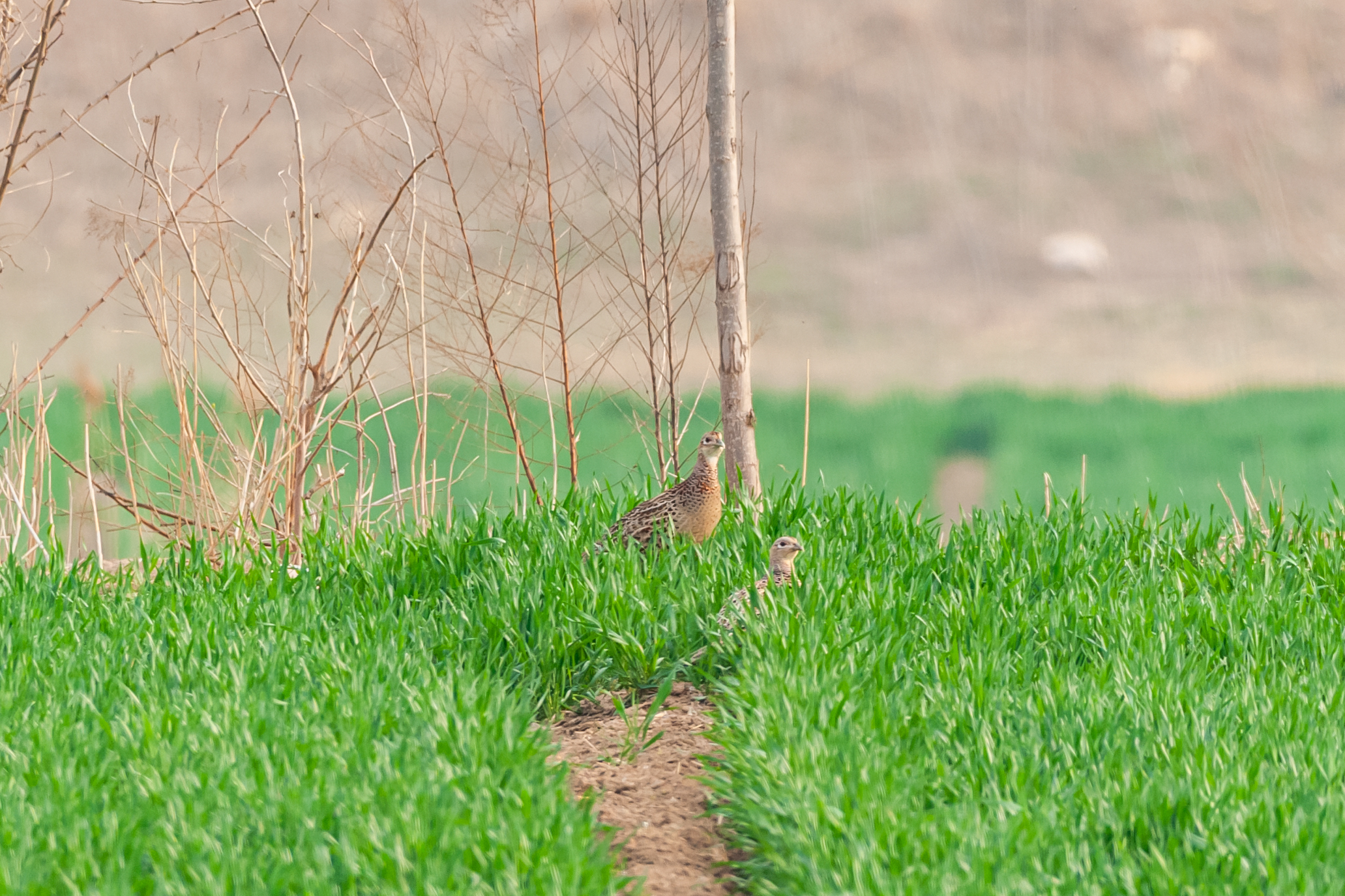 尼康200-500f5.6vr,尼康200-500mmf5.6评测
