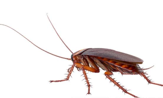 家用灭蟑螂的小妙招最有效的方法,教你居家灭蟑螂好方法