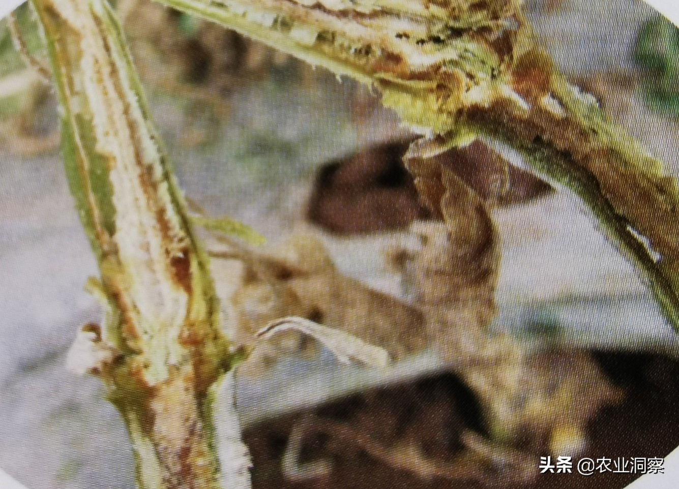 如何防治黄瓜霜霉病和枯萎病,黄瓜枯萎病的最新治疗方法