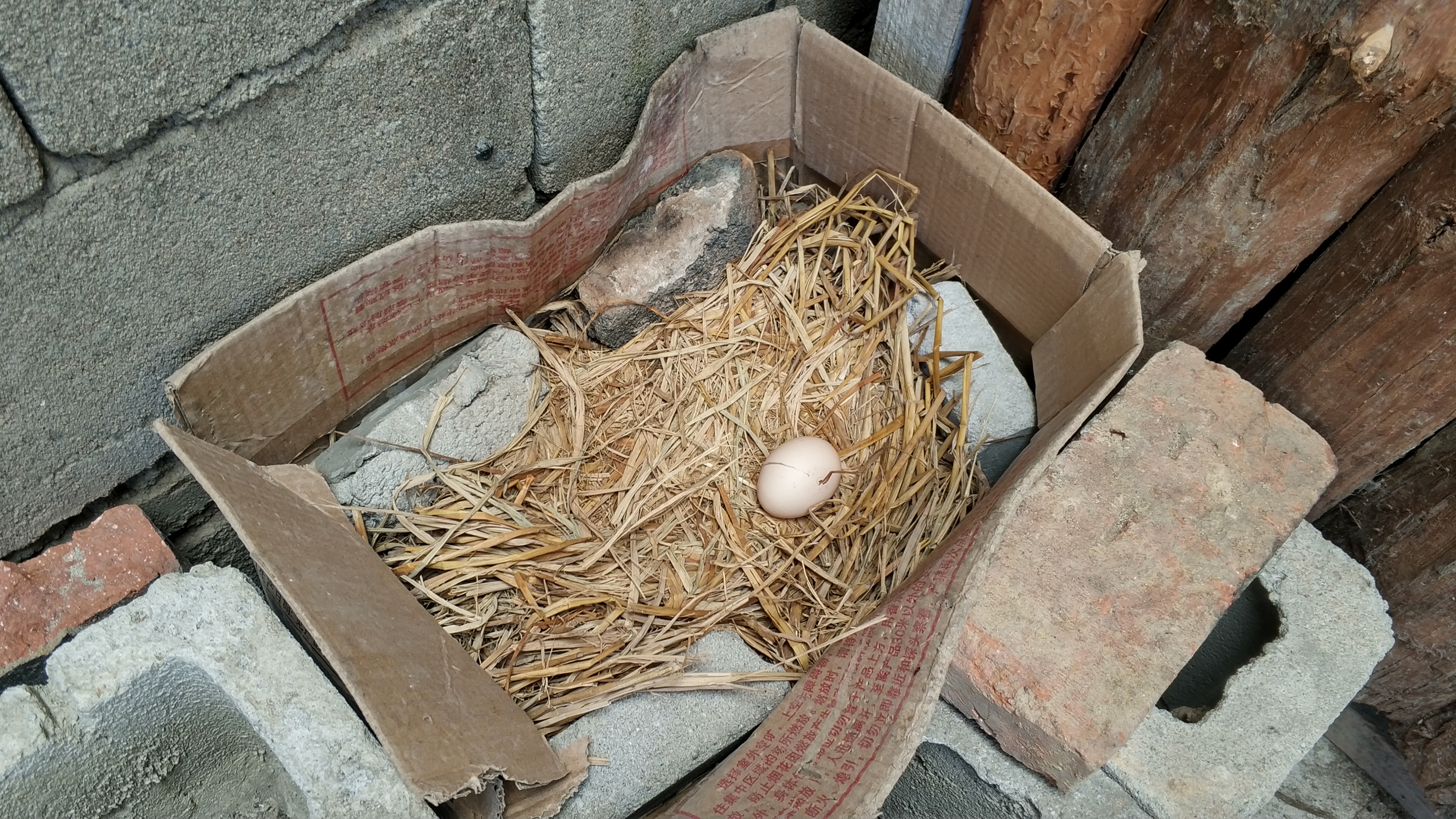 邻居家的鸡每天丢失,鸡窝里的鸡蛋老是被别人偷怎么办