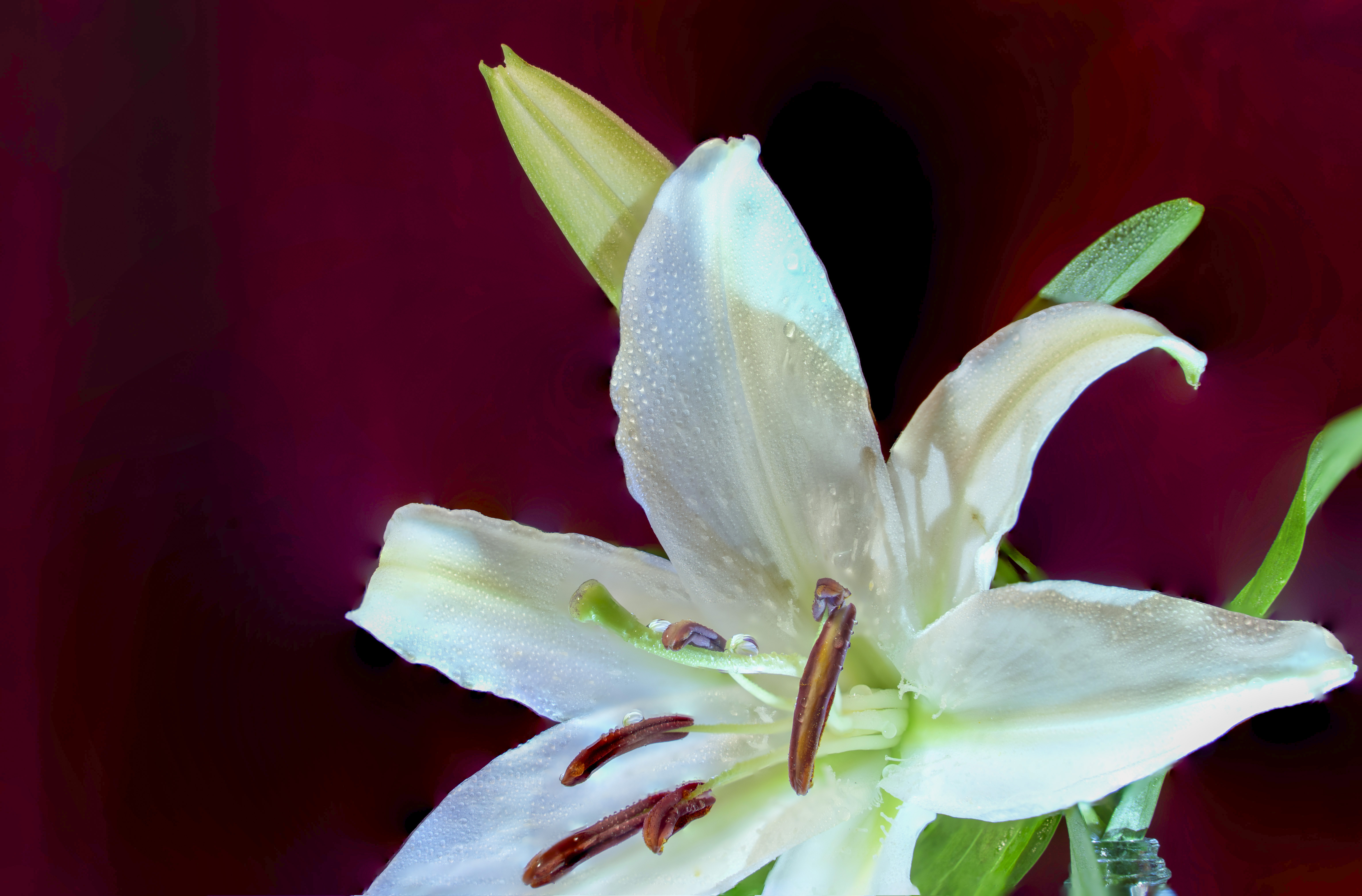 微距摄影后期处理小技巧是什么,微距摄影技巧及配件