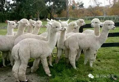 中国小伙在泰国的生活,中国小伙在泰国穷游