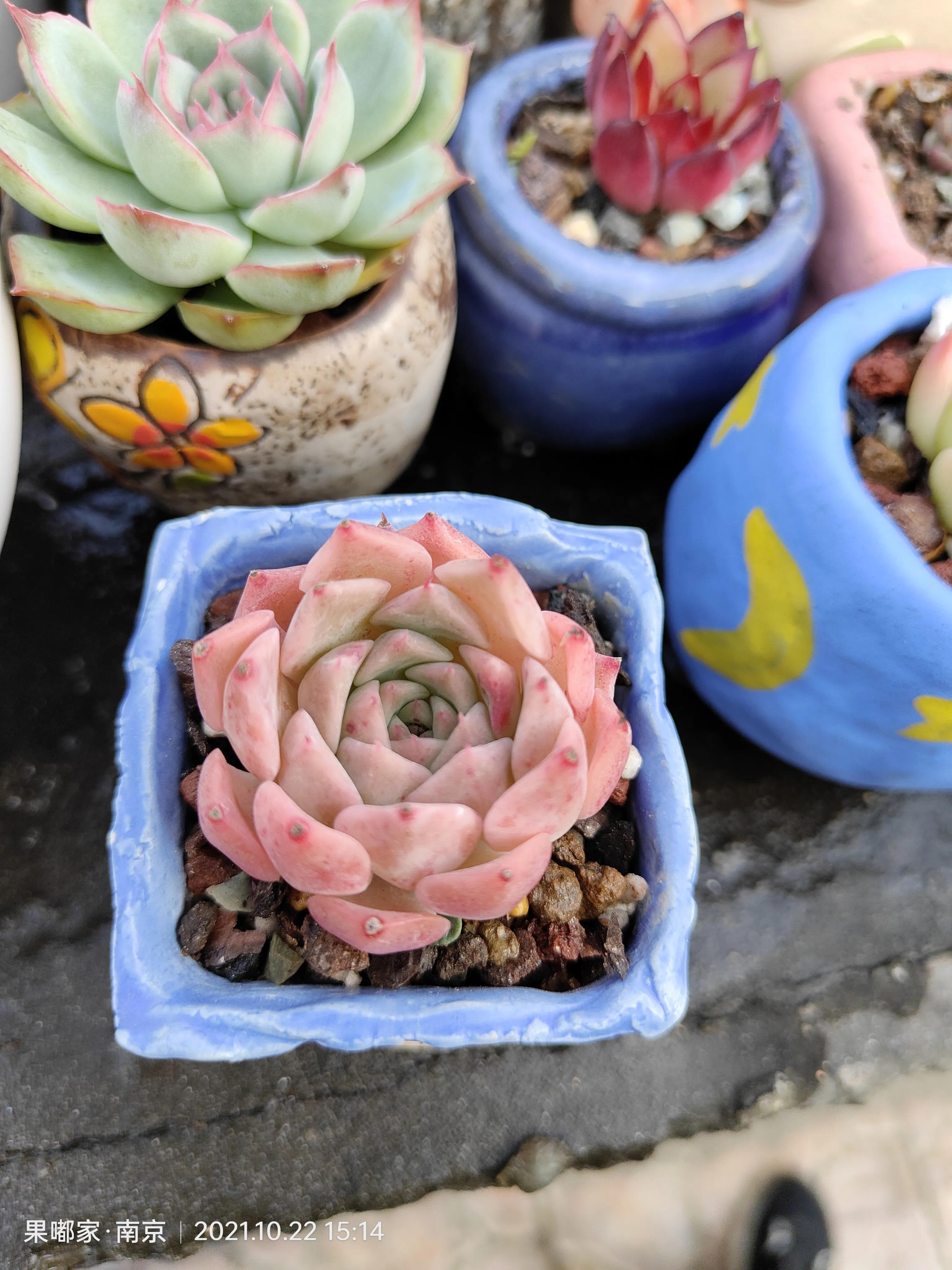 肉肉变美的季节到了,怎么把肉肉练精致