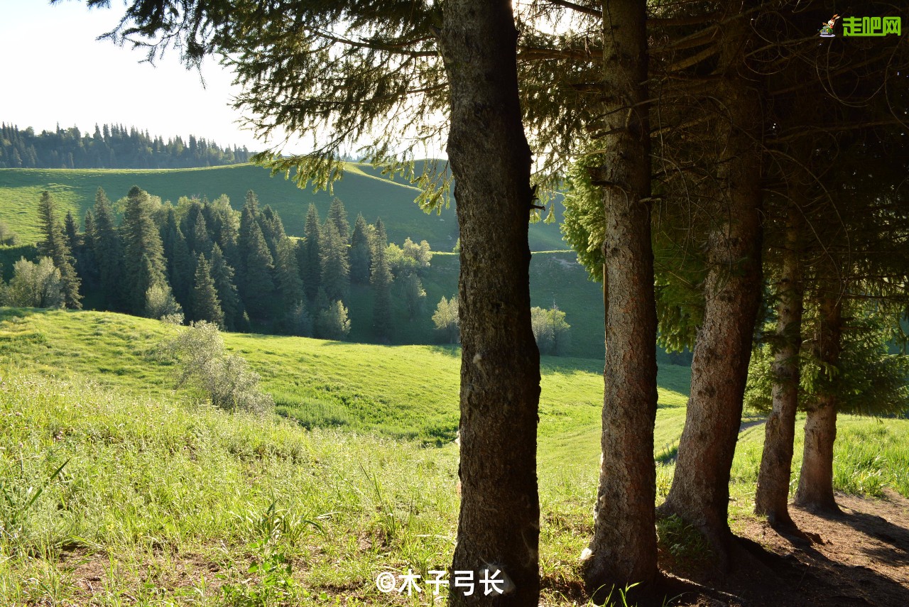 梵高画不出的向日葵,梵高画中的风景