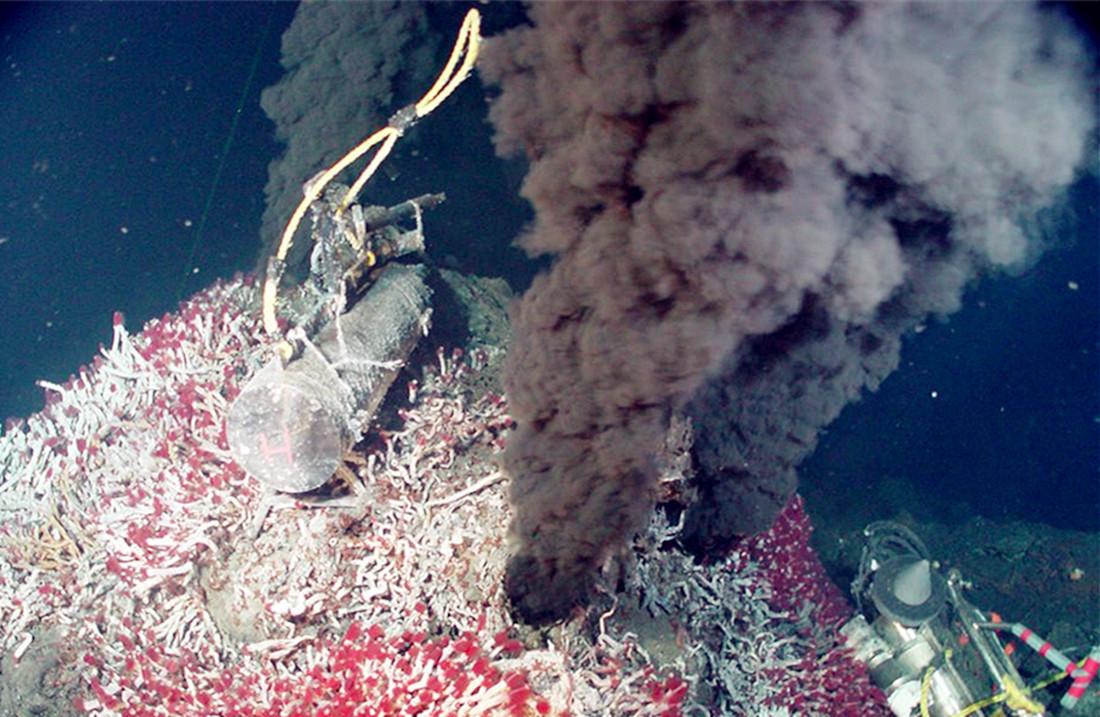 海底400度火山口的虾上岸,生活在海底温度最高的虾