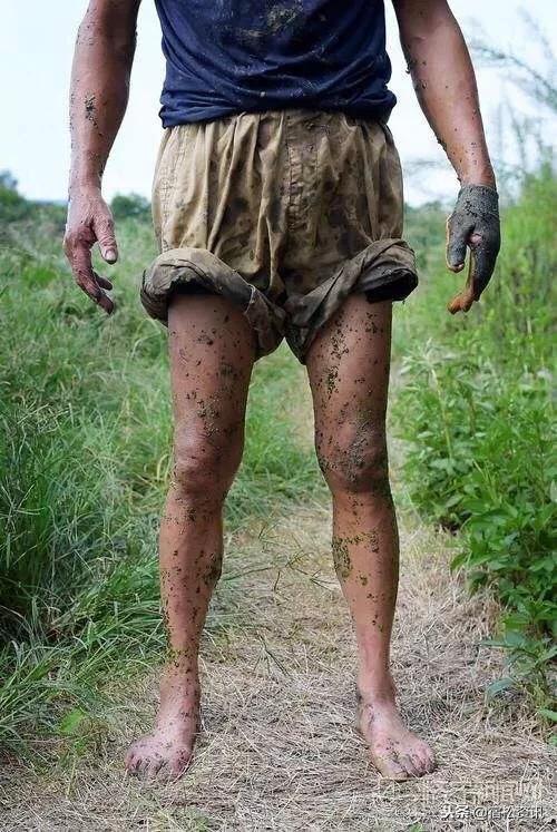 蚂蝗养殖新模式,专业养殖蚂蝗