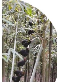 “五黑鸡司令”李金福：海外归来再创业