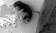 仓鼠怎么样才能让它装死,仓鼠进入装死状态怎么办