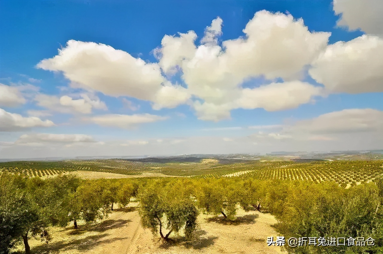 西班牙原装橄榄油怎么选,西班牙橄榄油原装进口卖点