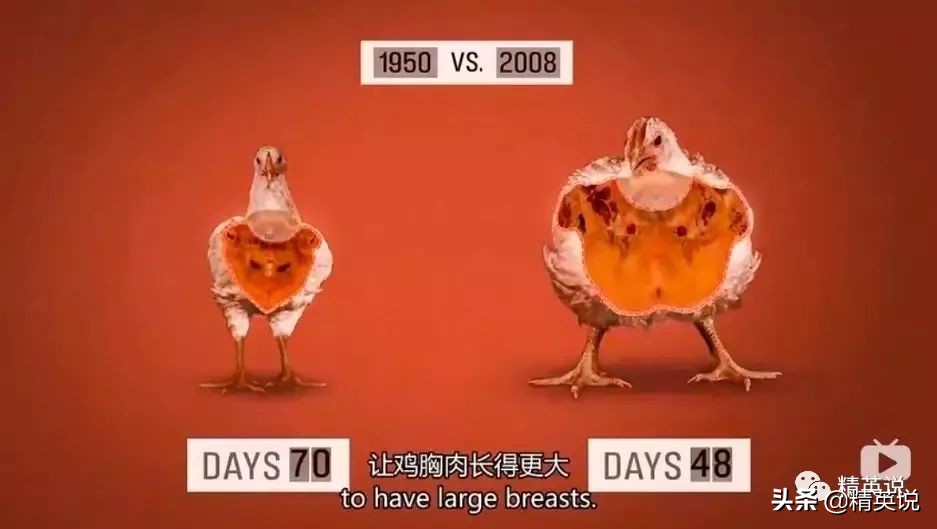 因为一个汉堡,她亲眼看着儿子死去!美国吃的食物到底有多脏...