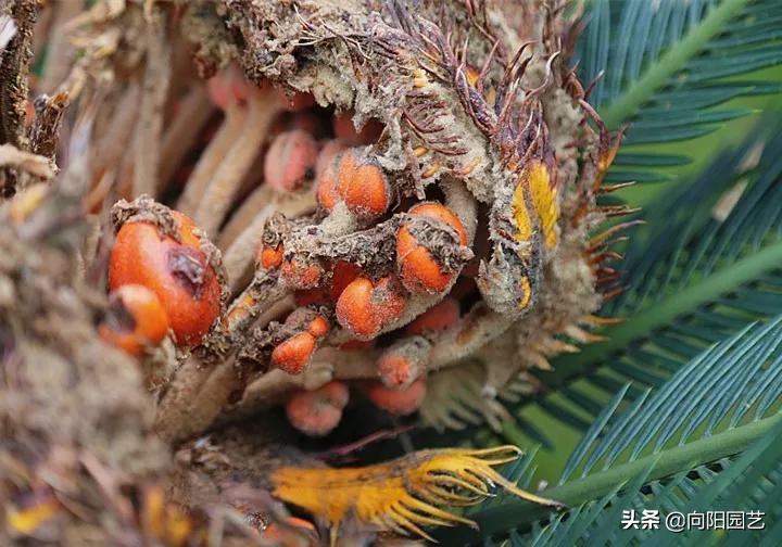 侏罗纪时代的绿植，霸王龙的零食，活了1亿7000万年，它就是铁树