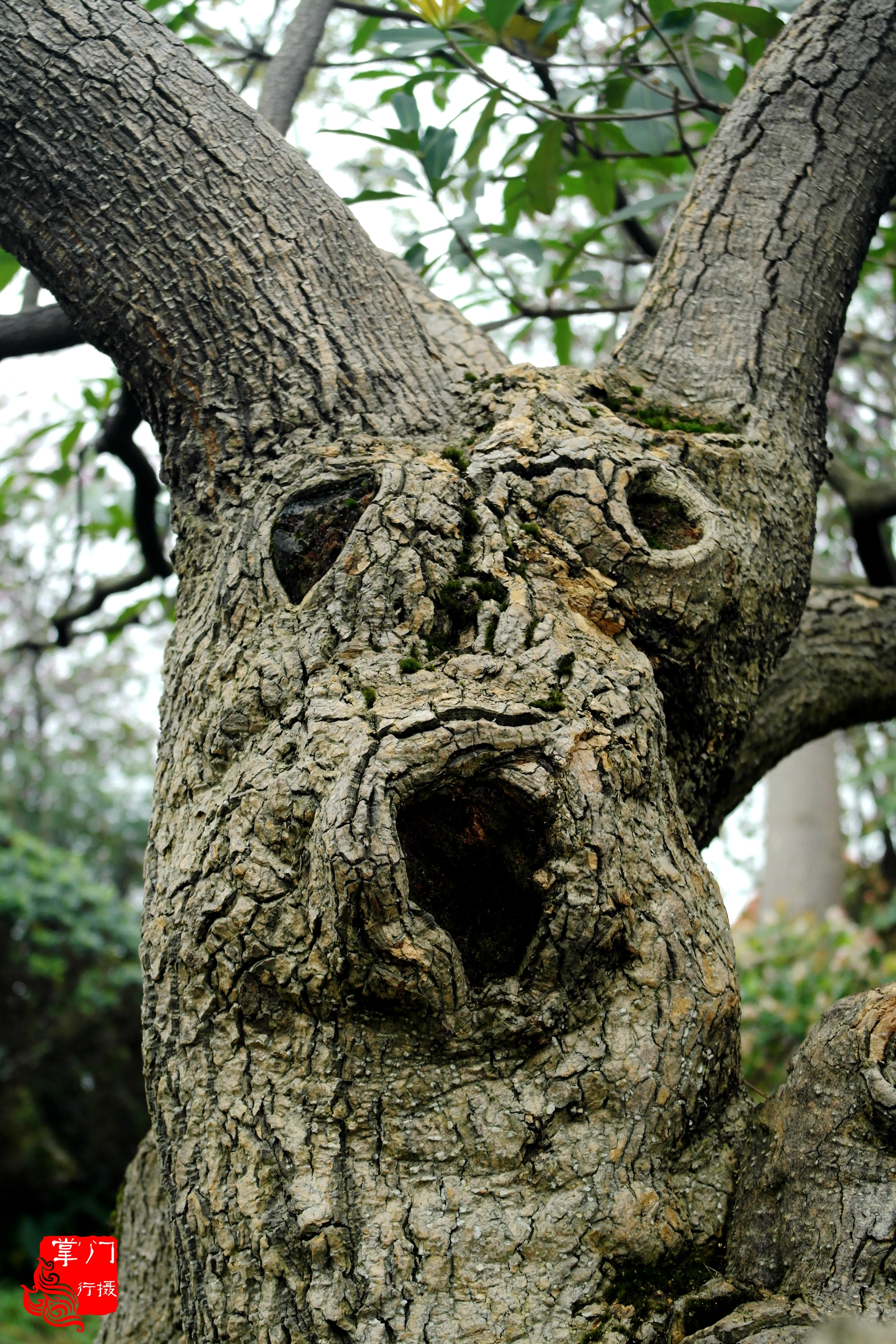 广州白云山游记一次身心愉悦之旅,广州白云山云台旅游