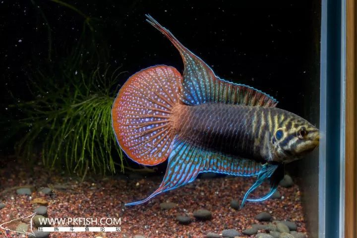 圆尾斗鱼怎么养出状态,中国斗鱼圆尾斗鱼