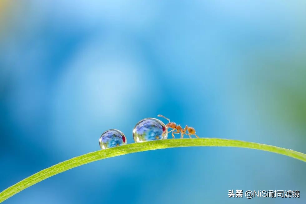 微距摄影蚂蚁,蚂蚁微距100倍镜头