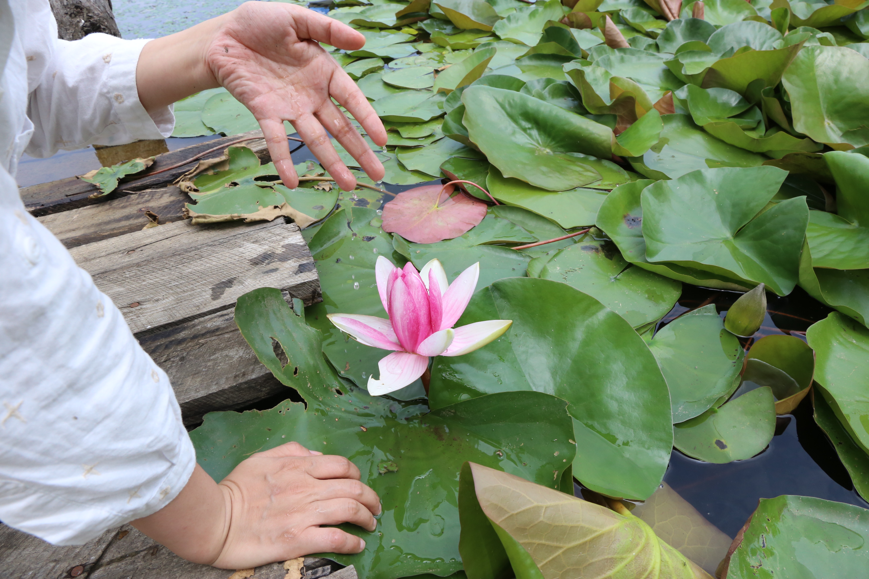 观赏荷花睡莲,没看到绽放的荷花
