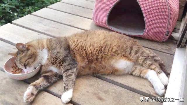 猫咪严重挑食怎么纠正,猫咪不怎么吃猫粮挑食怎么办