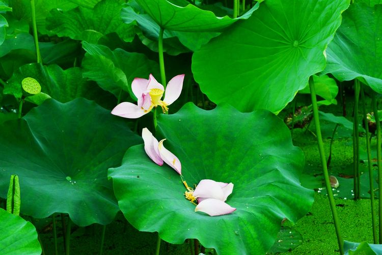 涔愯嚦鑽疯姳鎽勫奖浣滃搧娆ｈ祻,涔愯嚦鍗拌薄鎽勫奖