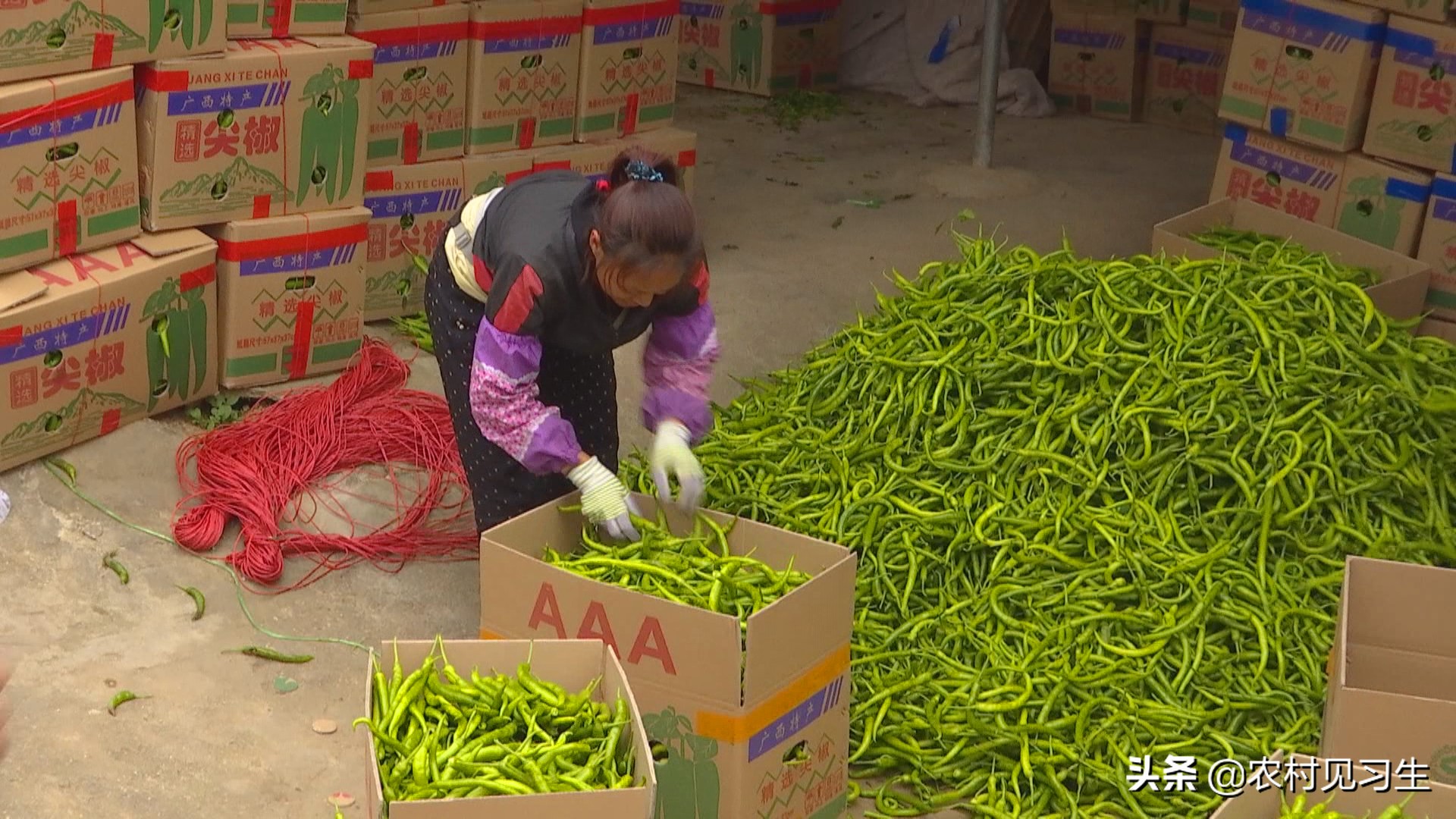 湖南辣椒卖出天价,湖南本地辣椒几百一斤