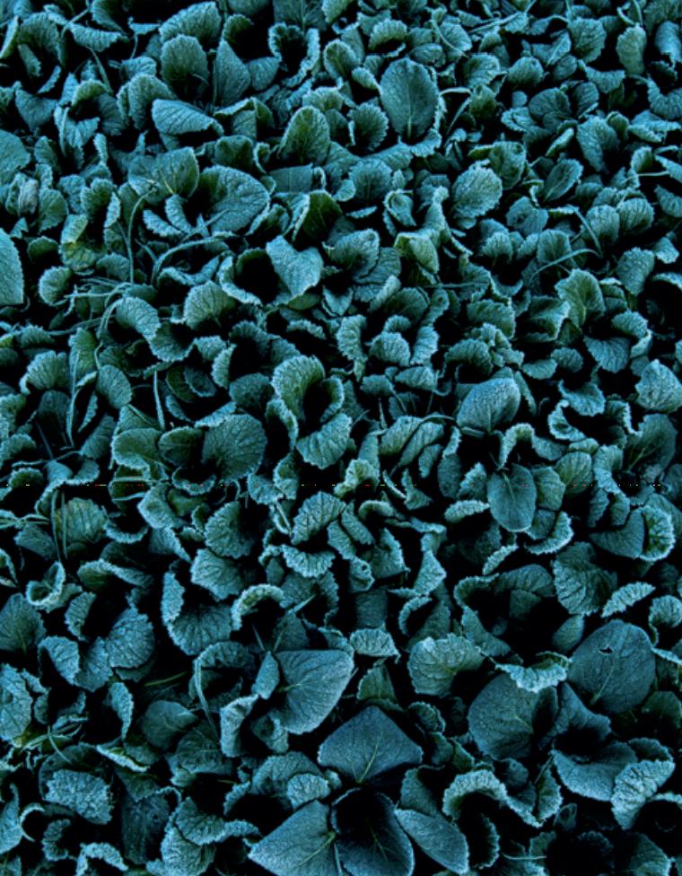 苏州震泽特色美食,震泽苏州