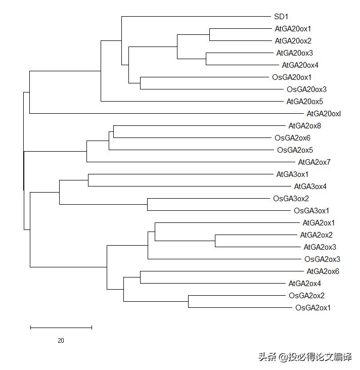 生物学应用软件,制作生物进化树的软件